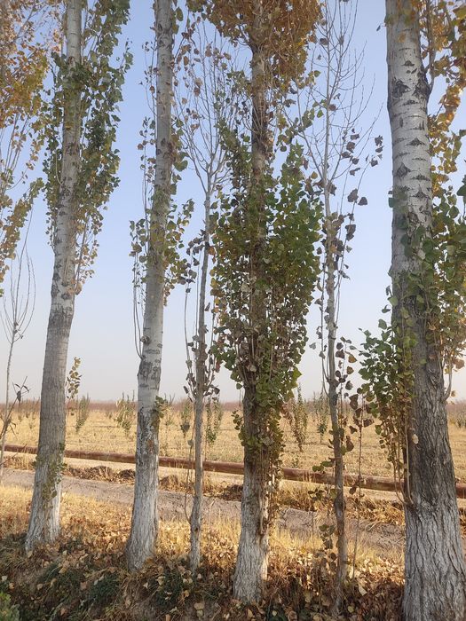 Терак сотилади 13 йиллик