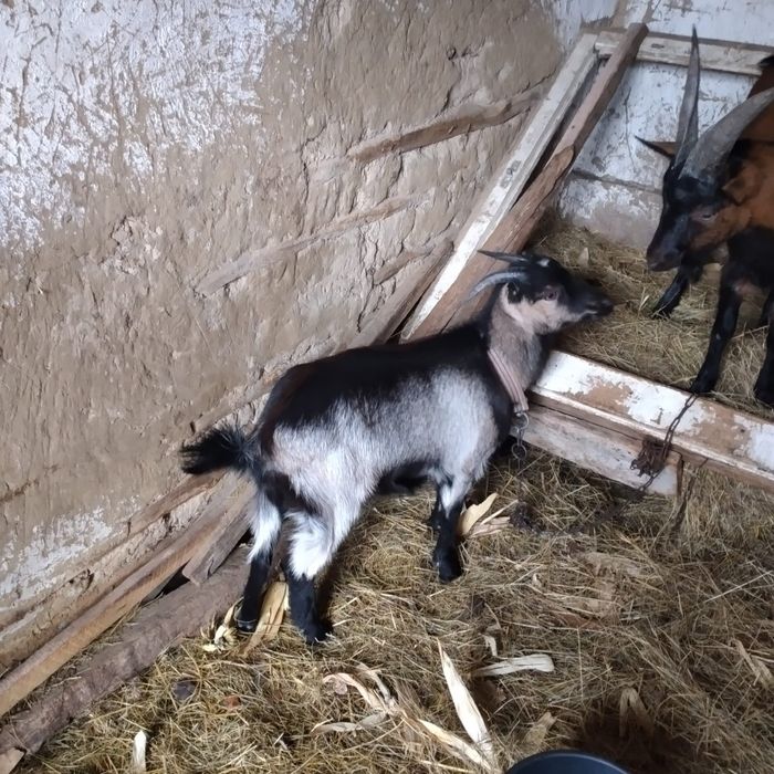 Vând 2 ieduțe și o capră