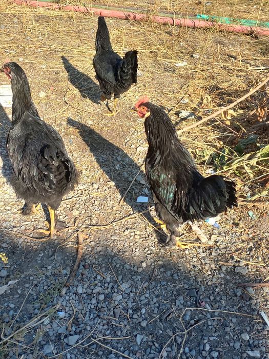 Жужа хурозлар сотилади.