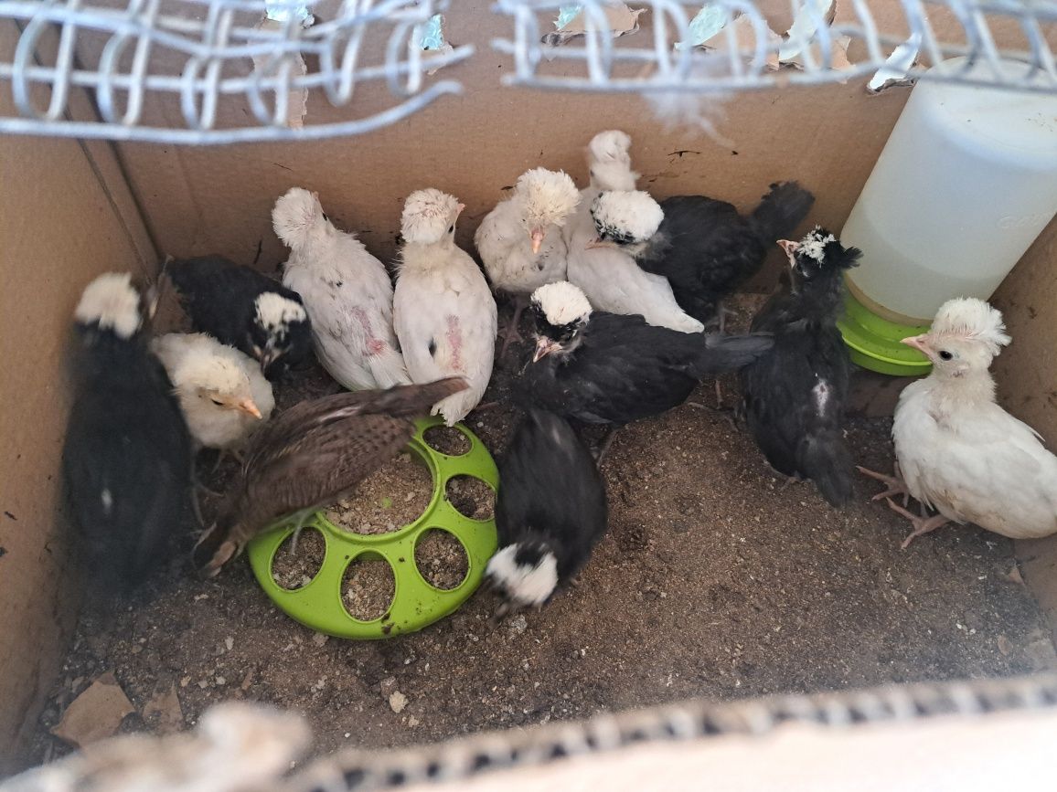 Продавам пиленца холандска качулата