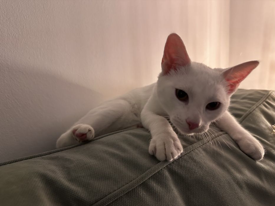 Pisic pentru adoptie