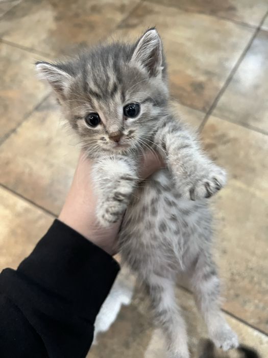 Отдам котят в добрые руки. все три девочки.