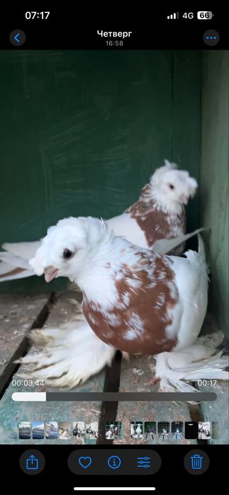 Капкан пара 100$