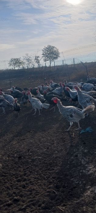 Vând curcani grași