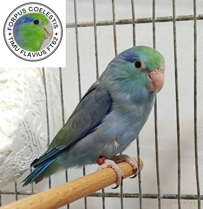Papagali Forpus coelestis