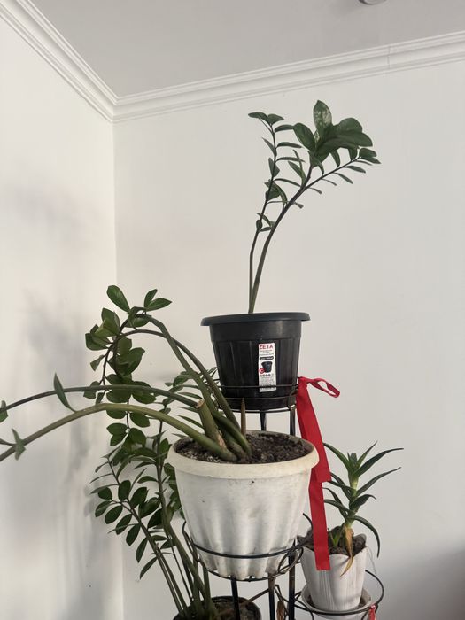 Продам комнатные цветы