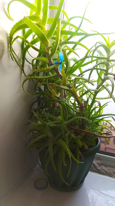 Продам комнатный цветы