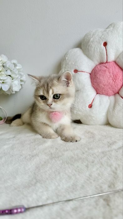 Fetita British Shorthair Chinchilla Blue Golden - Pedigree