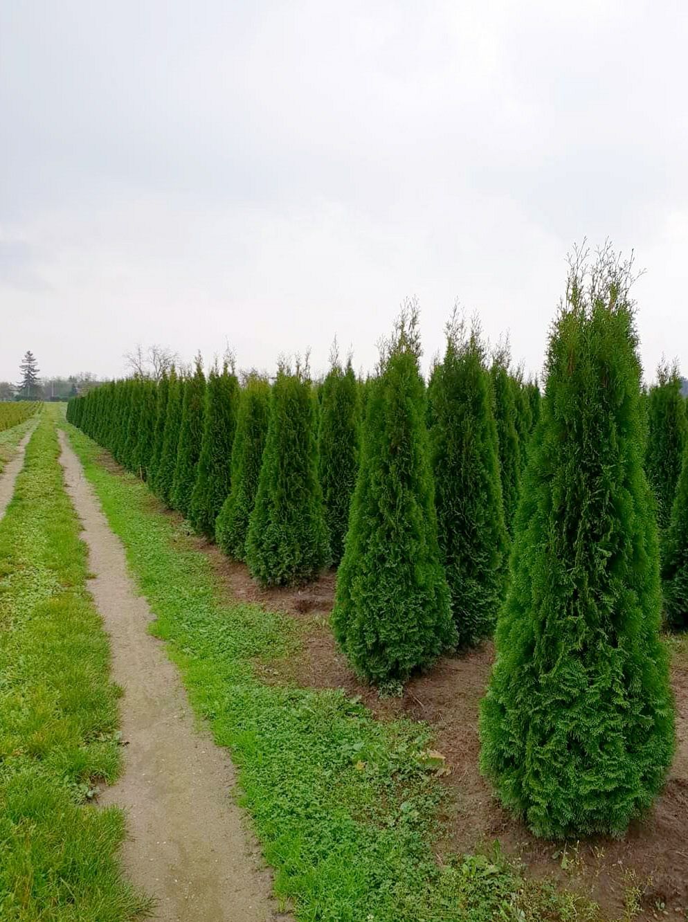 Plante ornamentale,tuia smaragd, columnaris, leylandii, tei, mesteacan