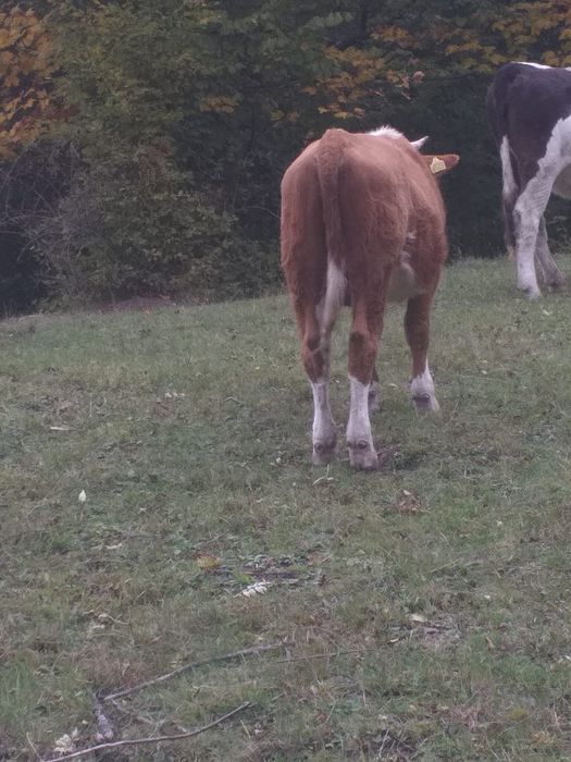 Vând tăuraș de doi ani