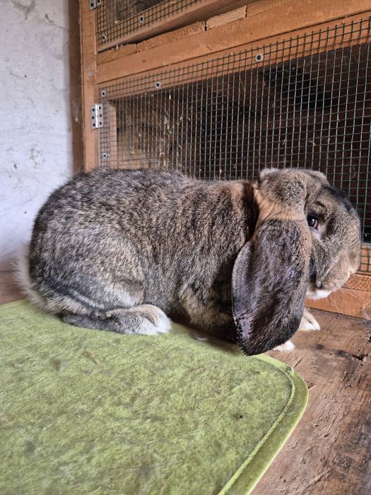 Masculi Berbec German