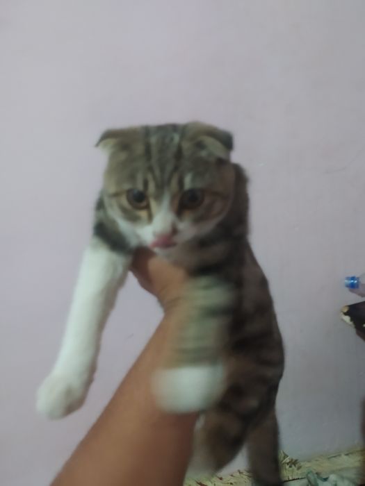 Ogilbola mushuk skotish fold toza qon Judayam yaxshi aqilli 6oyli