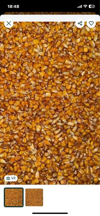 Grau si porumb in cantitati mici si mari