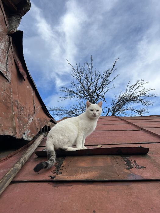 Donez pisicuta aproximativ 1 an Buzau