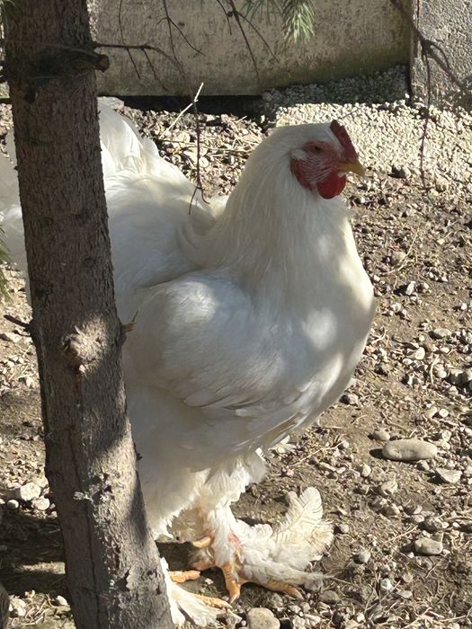 Vand gaini si cocosi