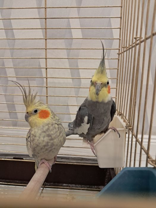 Попугай корелла сатылады