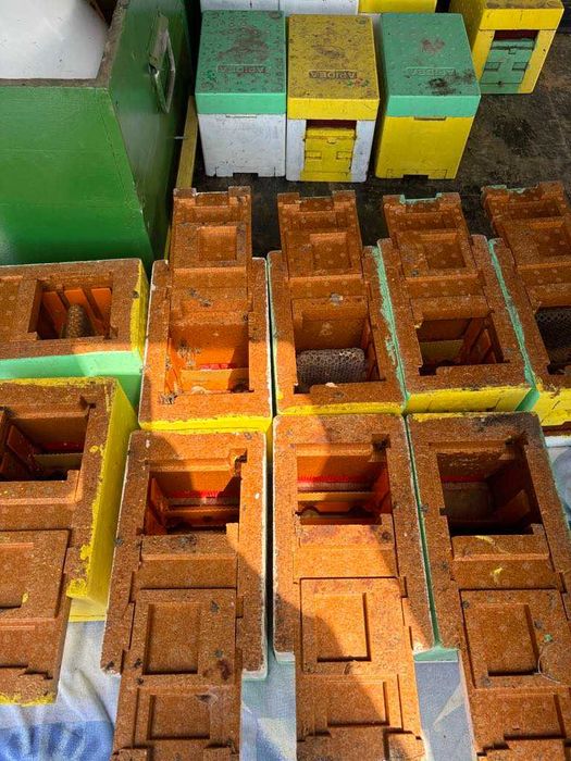 Matci carnica si buckfast imperecheate.