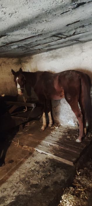 Продам кабылу срочна