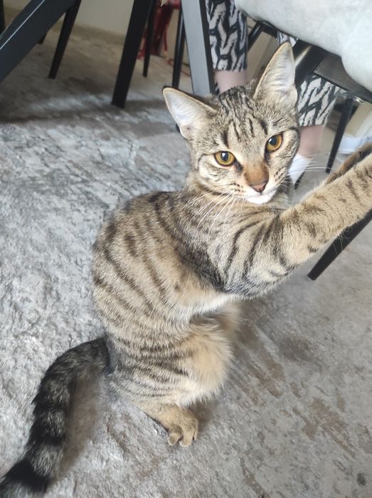 Отдам кошку в хорошие руки