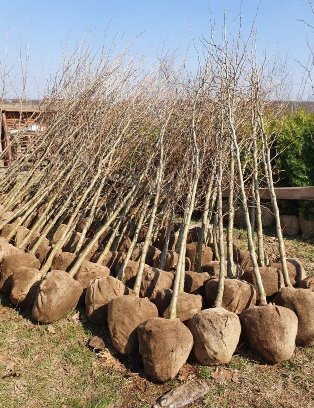 Plante Foioase, Stejar mesteacăn mutitulpinar, tei argintiu, en-gross