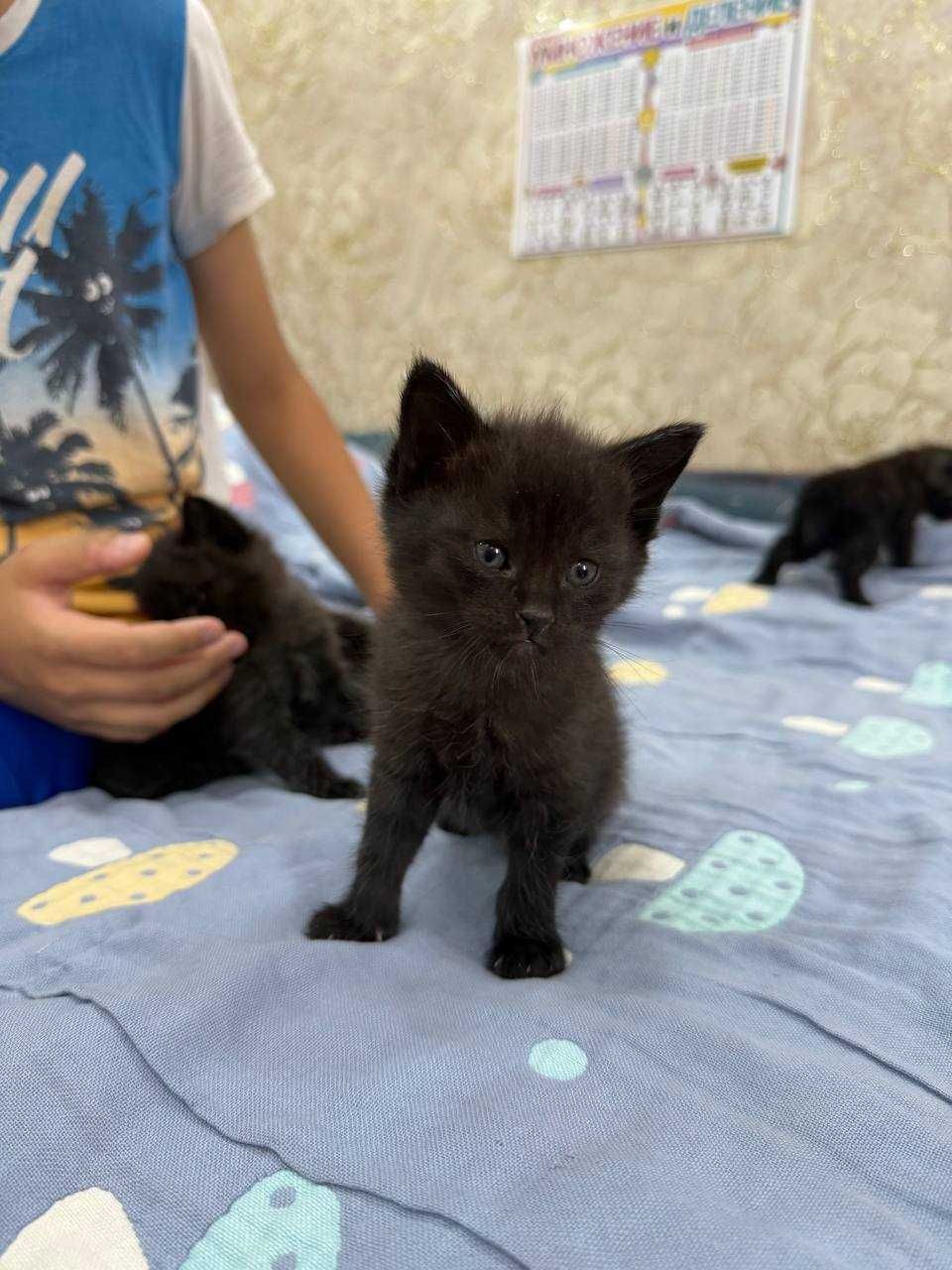 Отдам котят в добрые и ответственные руки!