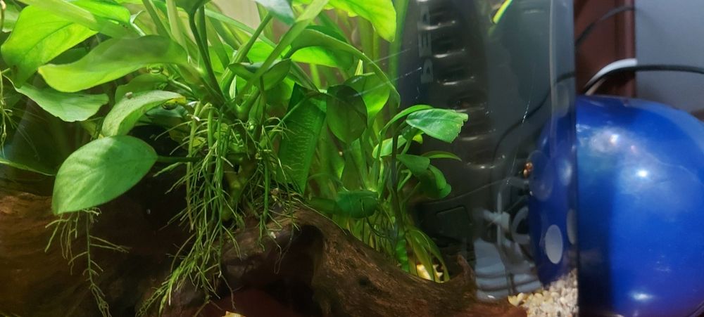 Anubias cu buturuga