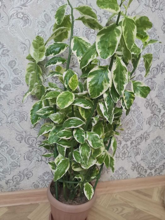 Продам за 5 000 тенге, ЦГБ