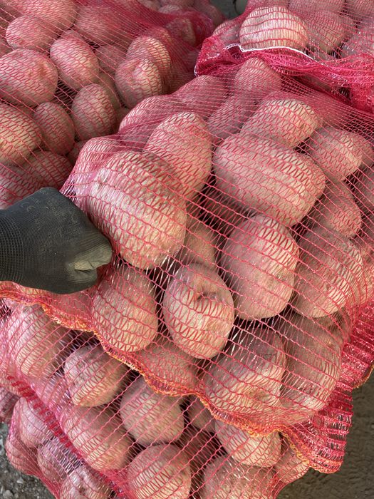 Cartofi pentru TARABA