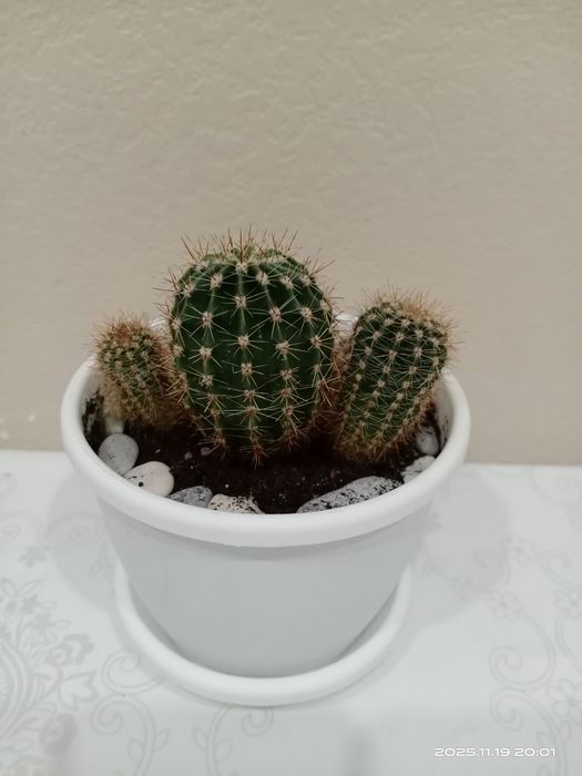 Комнатные цветы. Кактусы.