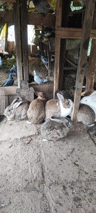 Iepuri comuni Femele