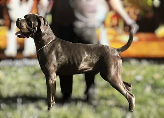 Mascul Cane Corso