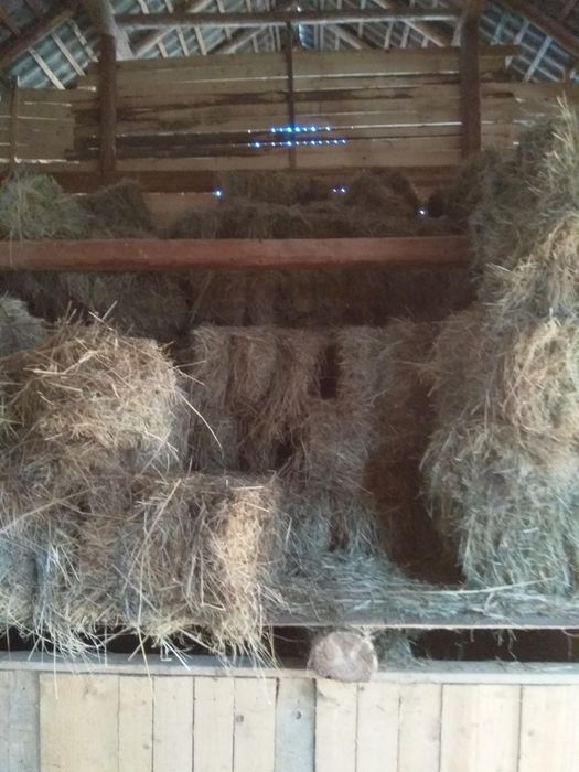 Vând otava de caltate