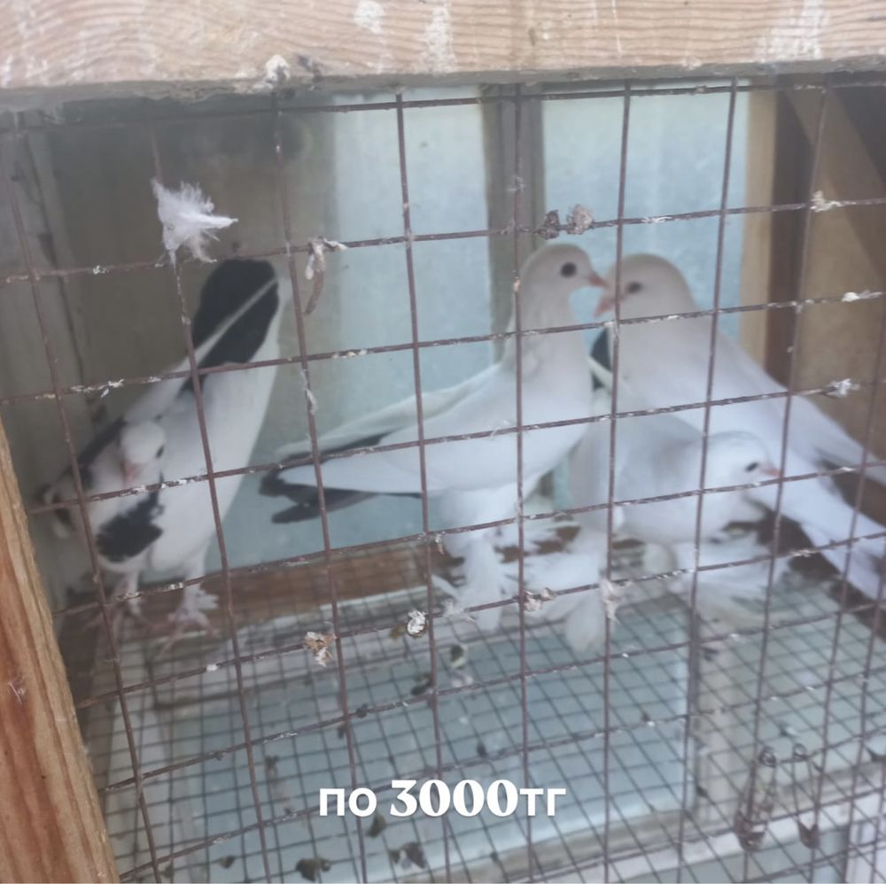 Голуби с летом, игрой