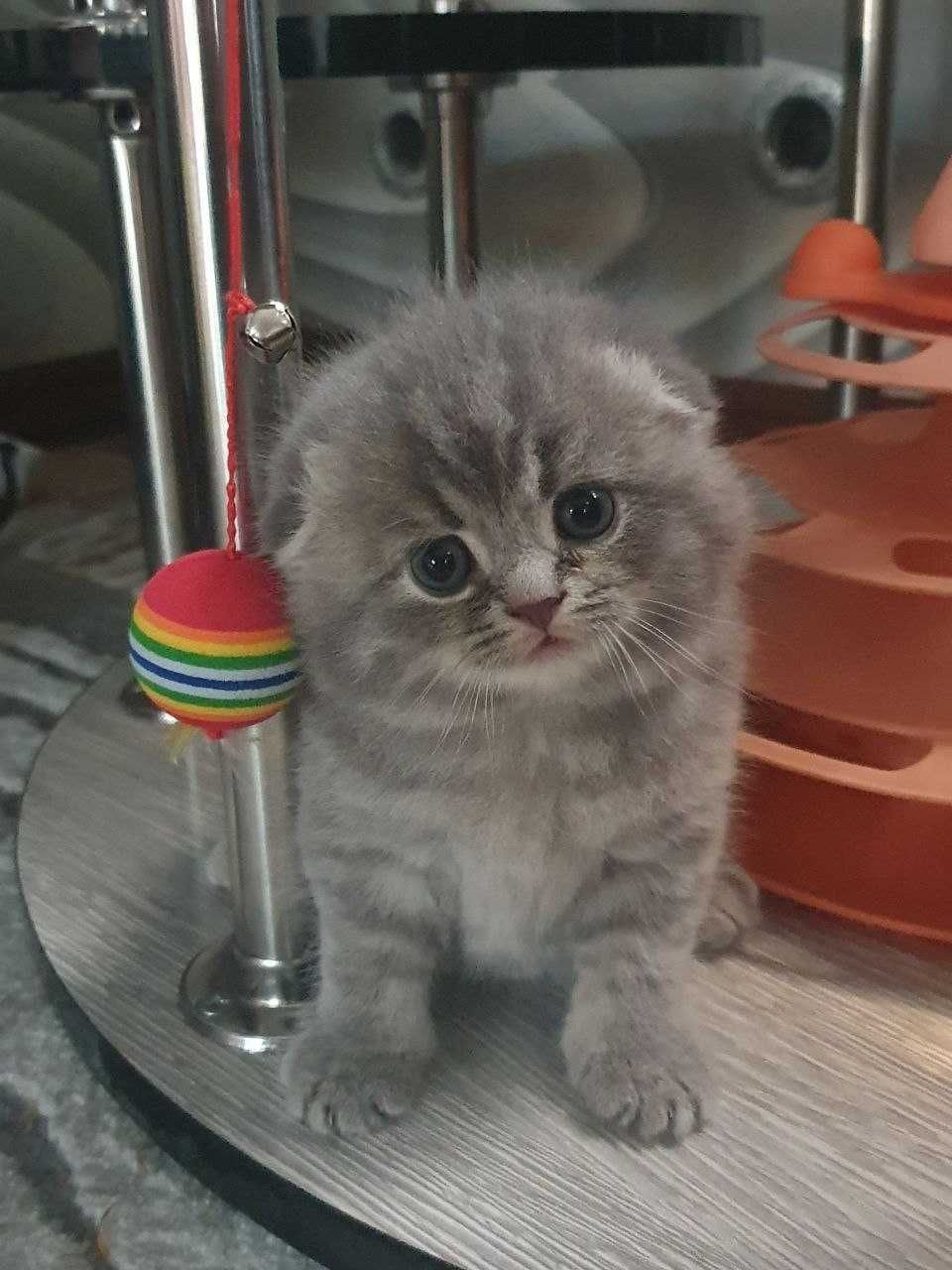 Тоза зотли шотландский фолд и страйт, котята