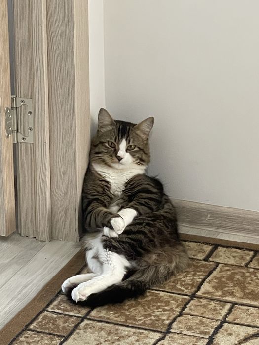 От дам кота в хорошие руки