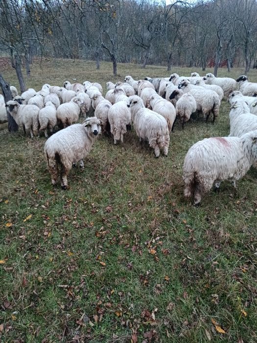 Vând oi rasa țurcană