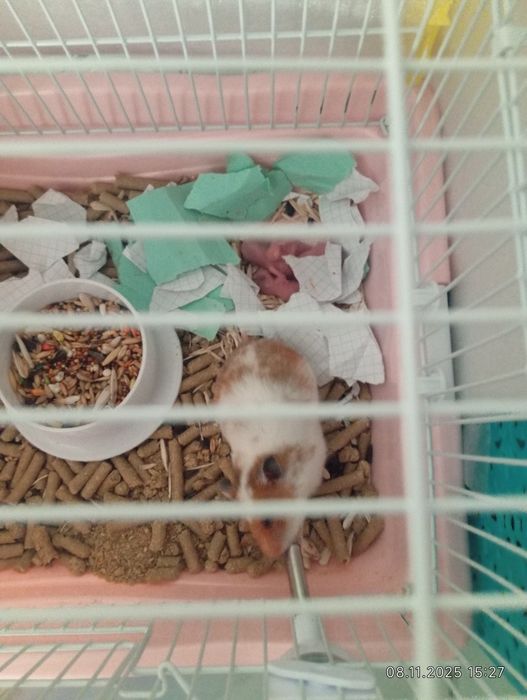 Хомяк 2+4 баласы+клеткасы.