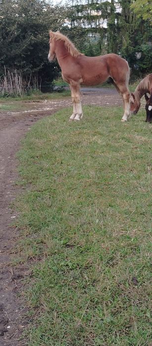 3 Mânzi contois de vânzare