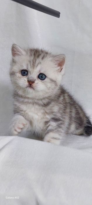 Продаётся  девочка  очень  крупная  только  бронь