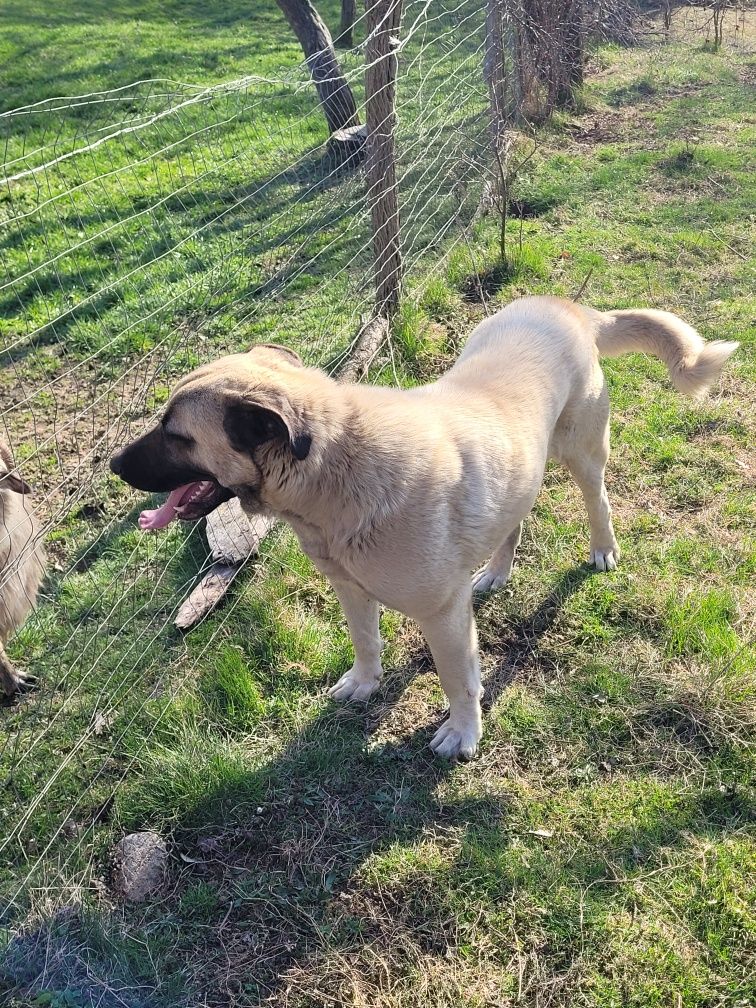 Vând kangal de 1 an și 4 luni