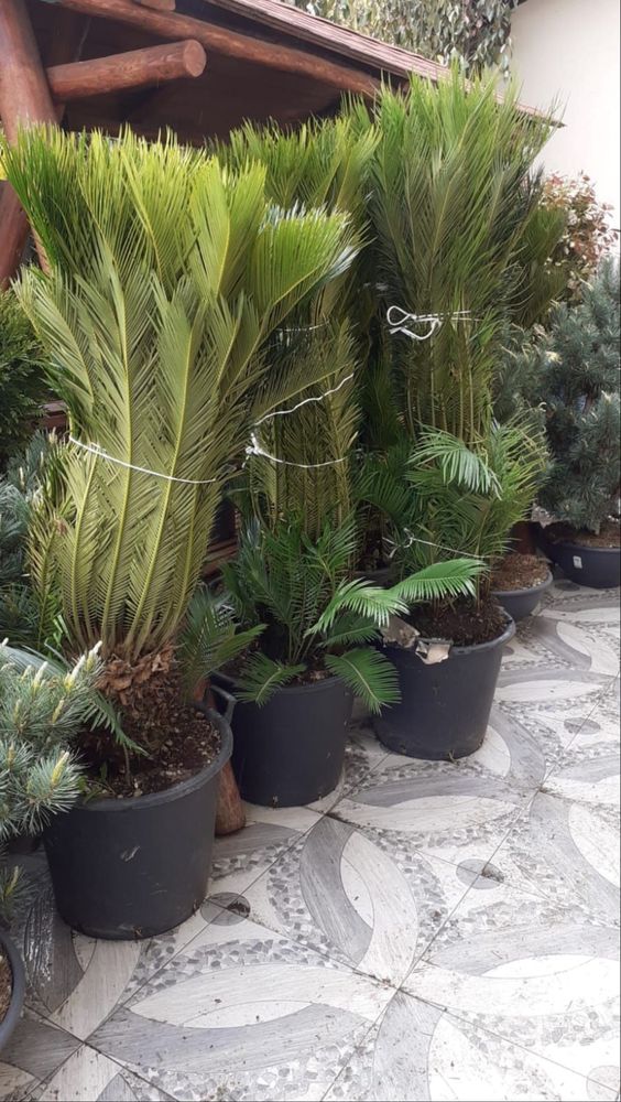 Vand plante ornamentale de diferite speci tuia leilandy smarald gazon