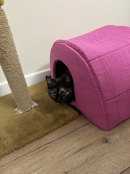 Отдам любимую кошку Митю  очень хорошую надежную доброжелательную рук