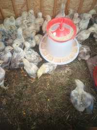 Găini ouătoare mixte