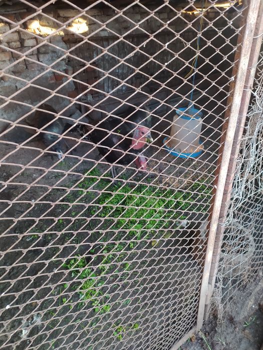 Продавам Домашни Пуйки!