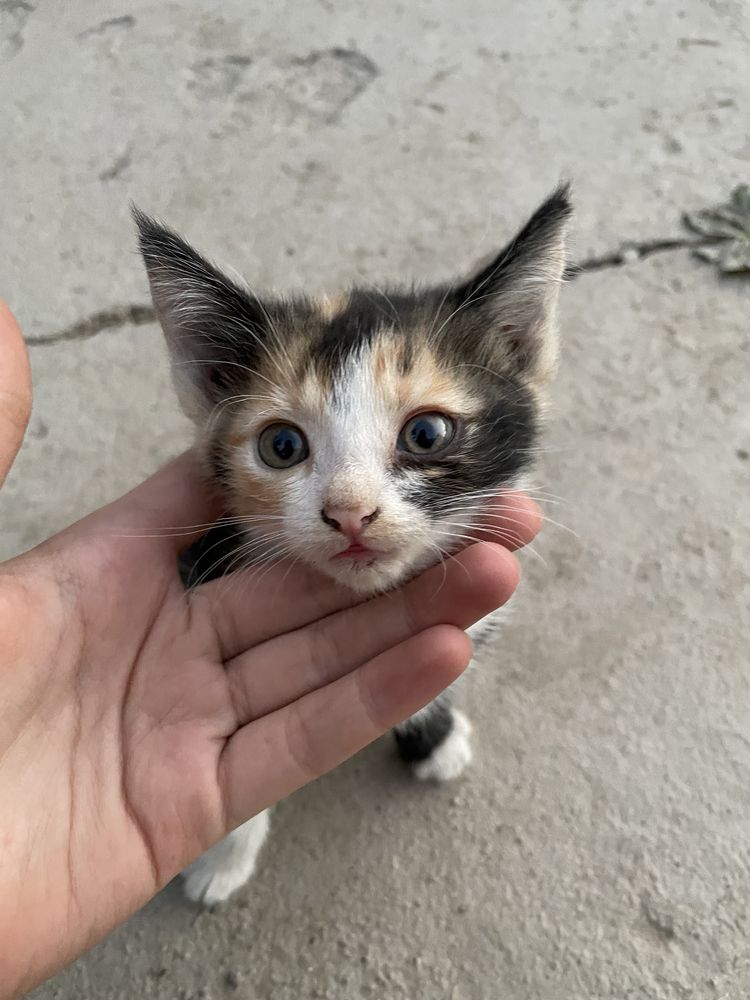 Отдам котенка в хорошие руки.Девочка ,возраст 1 мес