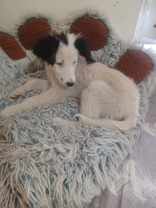 Щенок в добрые хорошие руки