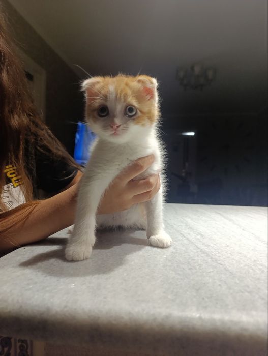 Продажа котят срочно.