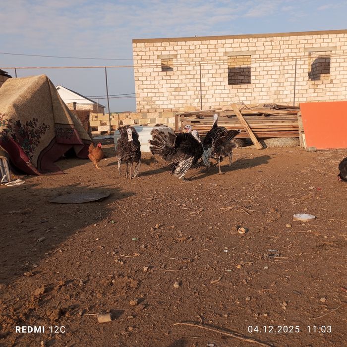 Үндук қораздар сатылады 15 мыңнан штугы