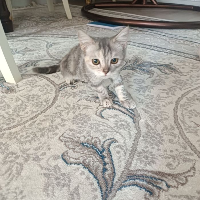 Отдам котёнка в добрые руки. Котенок здоровый, игривый, приучен к лот
