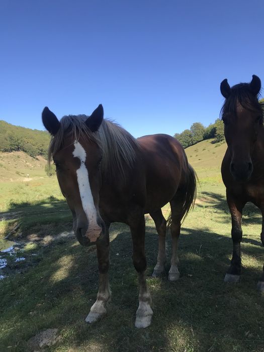 Vand iapa ,contactati-ma pentru detalii